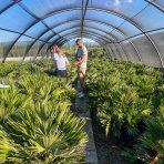 Palmička nízka (Chamaerops Humilis) - výška kmeňa 10-20 cm, celková výška 60-80 cm, kont. C15L  (-14°C) - 3 až 5 paliem v jednom kvetináči
